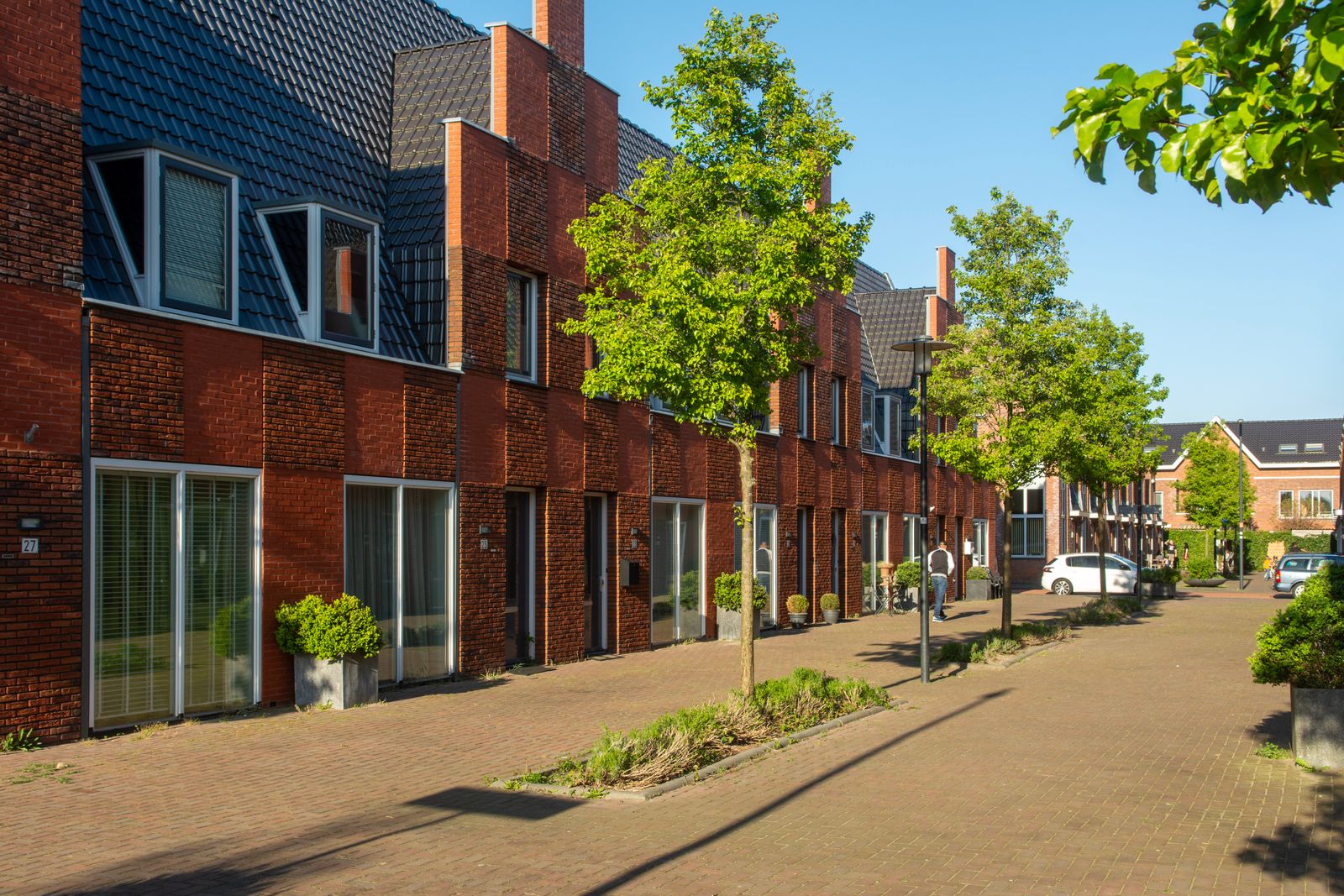 Leafy Sydney street lined with terrace houses