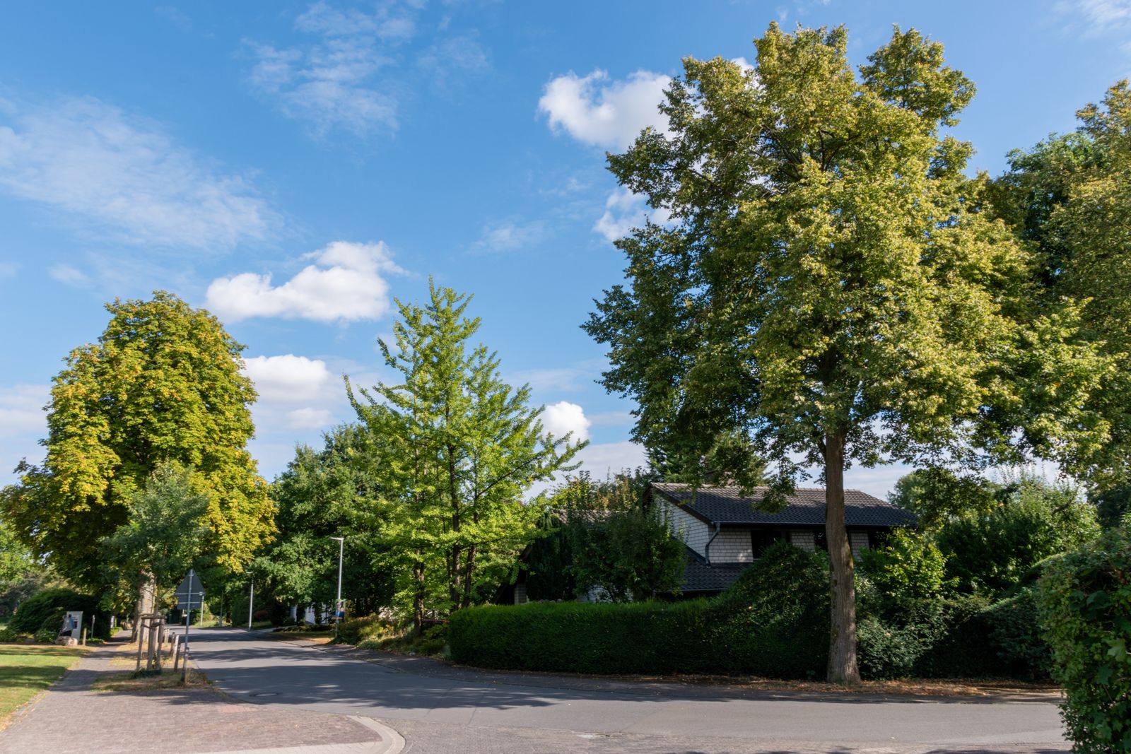 Tree-lined suburban street in the Sutherland Shire